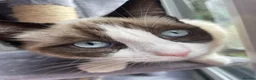 Snowshoe cats for sale: One year old female Siamese snowshoe  - Advert 5