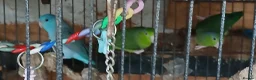 Mixed Breed birds for sale: Parrotlets Celestial  Parrotlets  - Advert 9