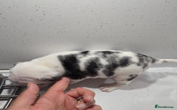 Pug dogs for sale: 3 pug puppies  - Image 12