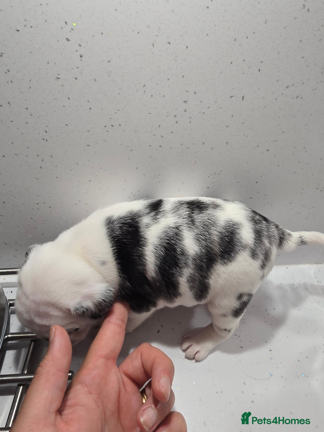 Pug dogs for sale: 3 pug puppies  - Image 12