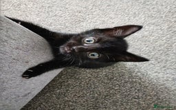 Mixed Breed cats for sale: Adorable kittens for sale - Image 9