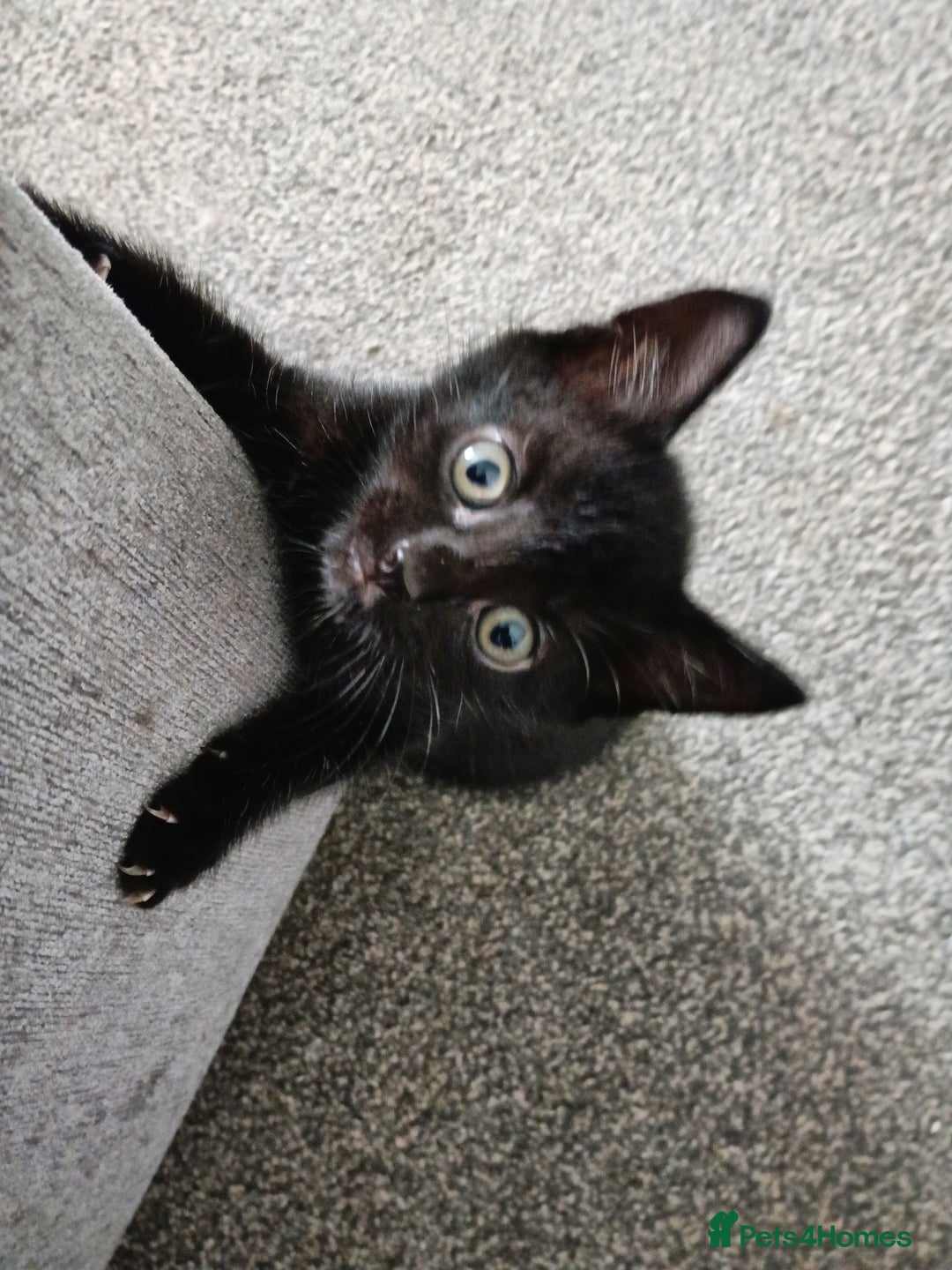 Mixed Breed cats for sale: Adorable kittens for sale - Image 9
