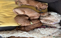 Cavapoo dogs for sale: Gorgeous F1B Cavapoo puppies - Image 5