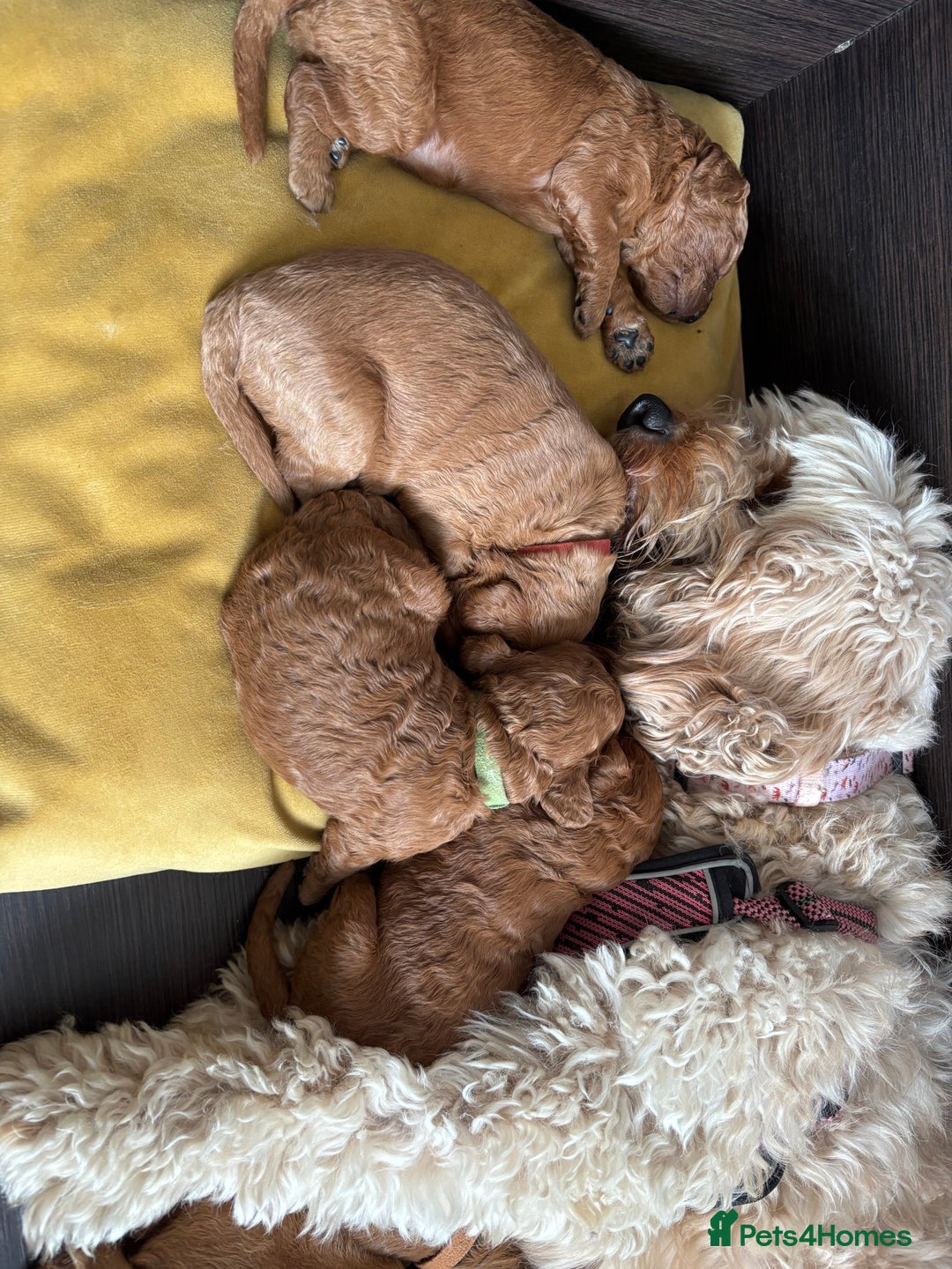 Cavapoo dogs for sale: Gorgeous F1B Cavapoo puppies - Image 5