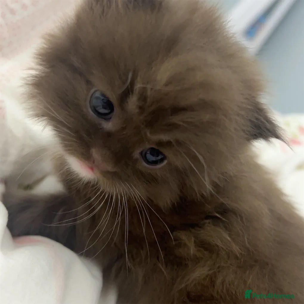 British Longhair cats for sale: Fluffy Chocolate Brown boy Kitten Lookingfor aHome - Advert 3