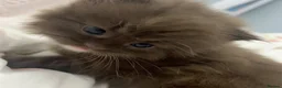 British Longhair cats for sale: Fluffy Chocolate Brown boy Kitten Lookingfor aHome - Advert 1