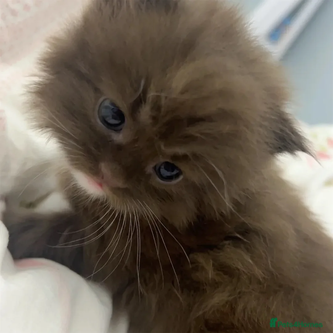 British Longhair cats for sale: Fluffy Chocolate Brown boy Kitten Lookingfor aHome - Advert 1