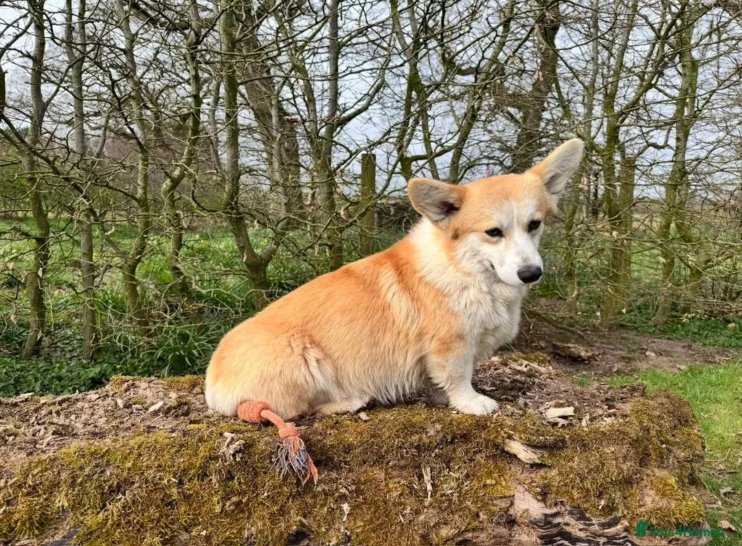 Welsh Corgi Pembroke dogs for sale: KC Welsh Pembrokeshire Corgi puppies  - Advert 12