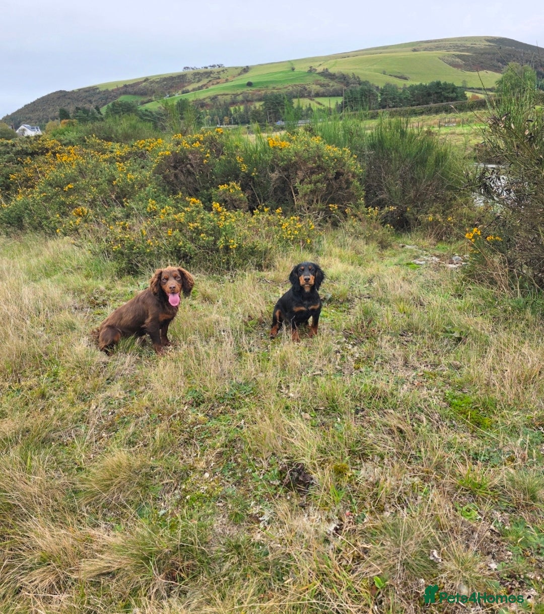 Cocker Spaniel dogs for sale: Tally - Image 6