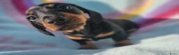 Dachshund dogs for sale: Beautiful dachshund puppies READY NOW  in Tredegar - Advert 9