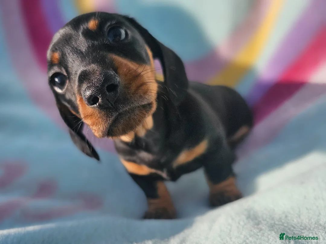 Dachshund dogs for sale: Beautiful dachshund puppies READY NOW  in Tredegar - Advert 9