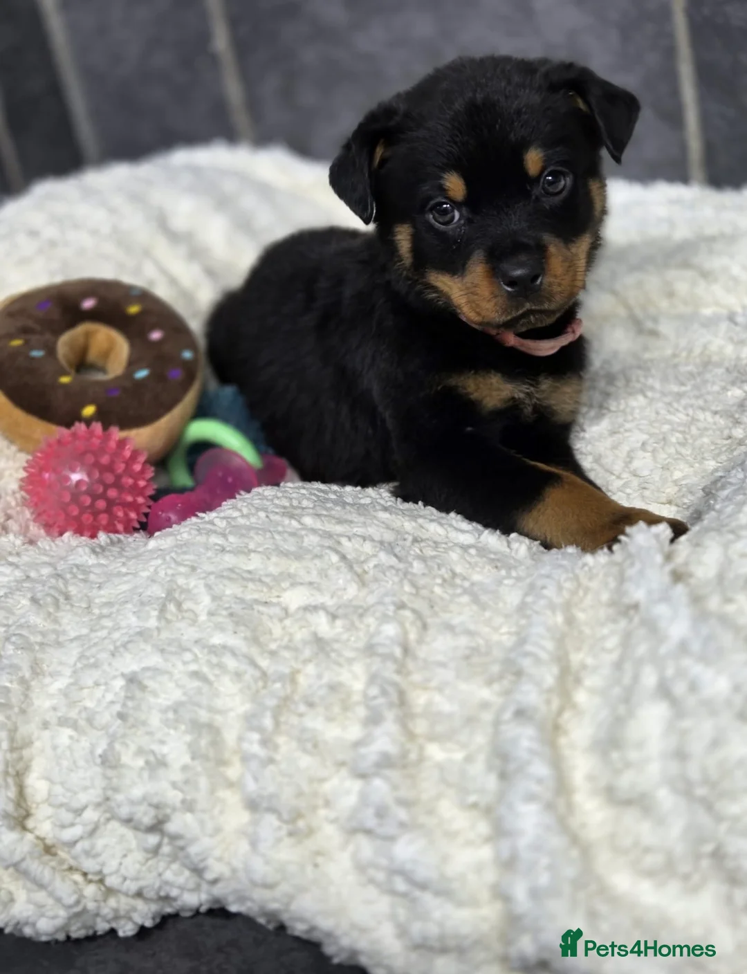 Rottweiler dogs for sale: Stunning Rottweiler pups - Advert 3