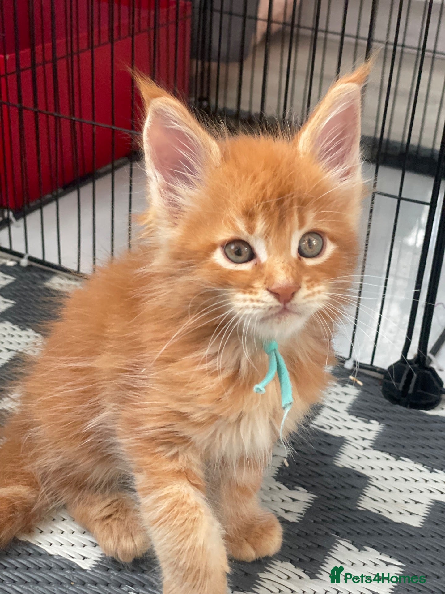 Maine Coon cats for sale: Last Ginger Maine Coon Boy – Little Sunshine 🧡 - Advert 1