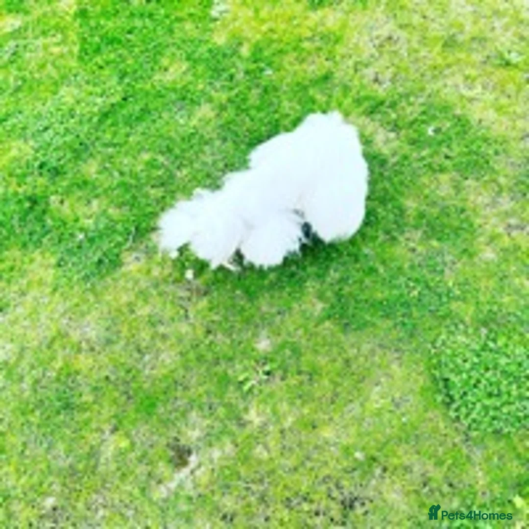 Maltese dogs for stud: STUNNING 💎DIAMOND💎 OPEN AT STUD HEALTH TESTED in Grays - Advert 14