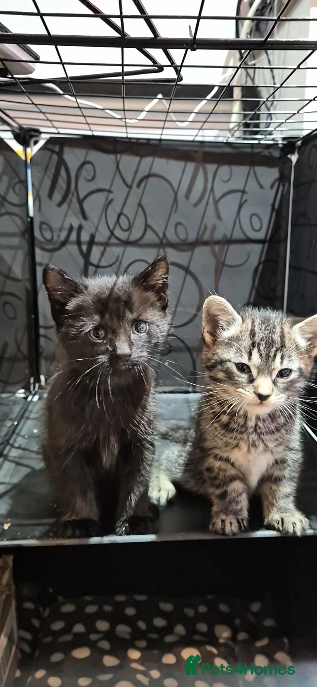 British Shorthair cats for sale: Two little kittens - ready to go - Advert 2