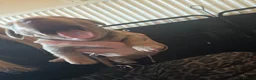 Miniature Dachshund dogs for sale: 3 Isabella Dachshund female puppies in Mansfield - Advert 9