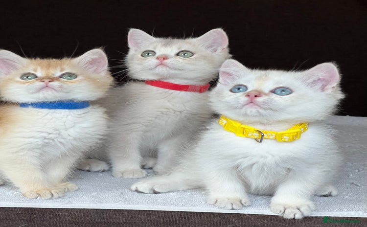 British Shorthair cats - Advert 2