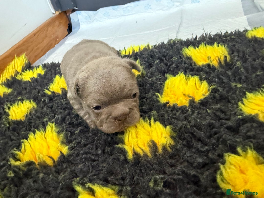 French Bulldog dogs for sale: Adorable French Bulldog Puppies for Sale 🐾 - Image 4