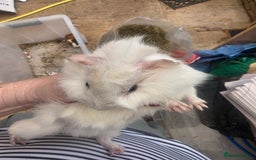 Guinea Pig rodents for sale: Beautiful mixed baby guinea pigs - Image 6