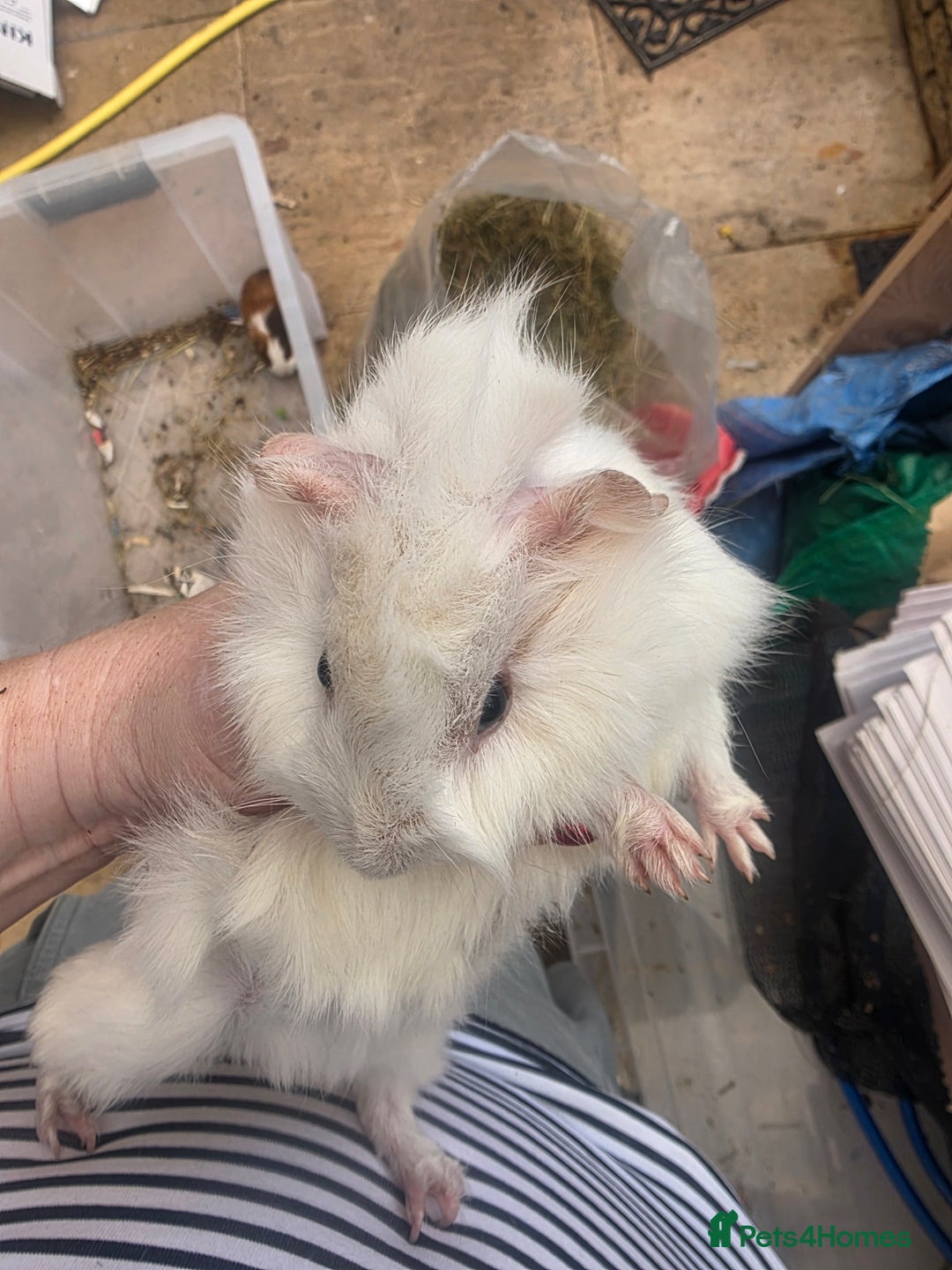 Guinea Pig rodents for sale: Beautiful mixed baby guinea pigs - Image 6