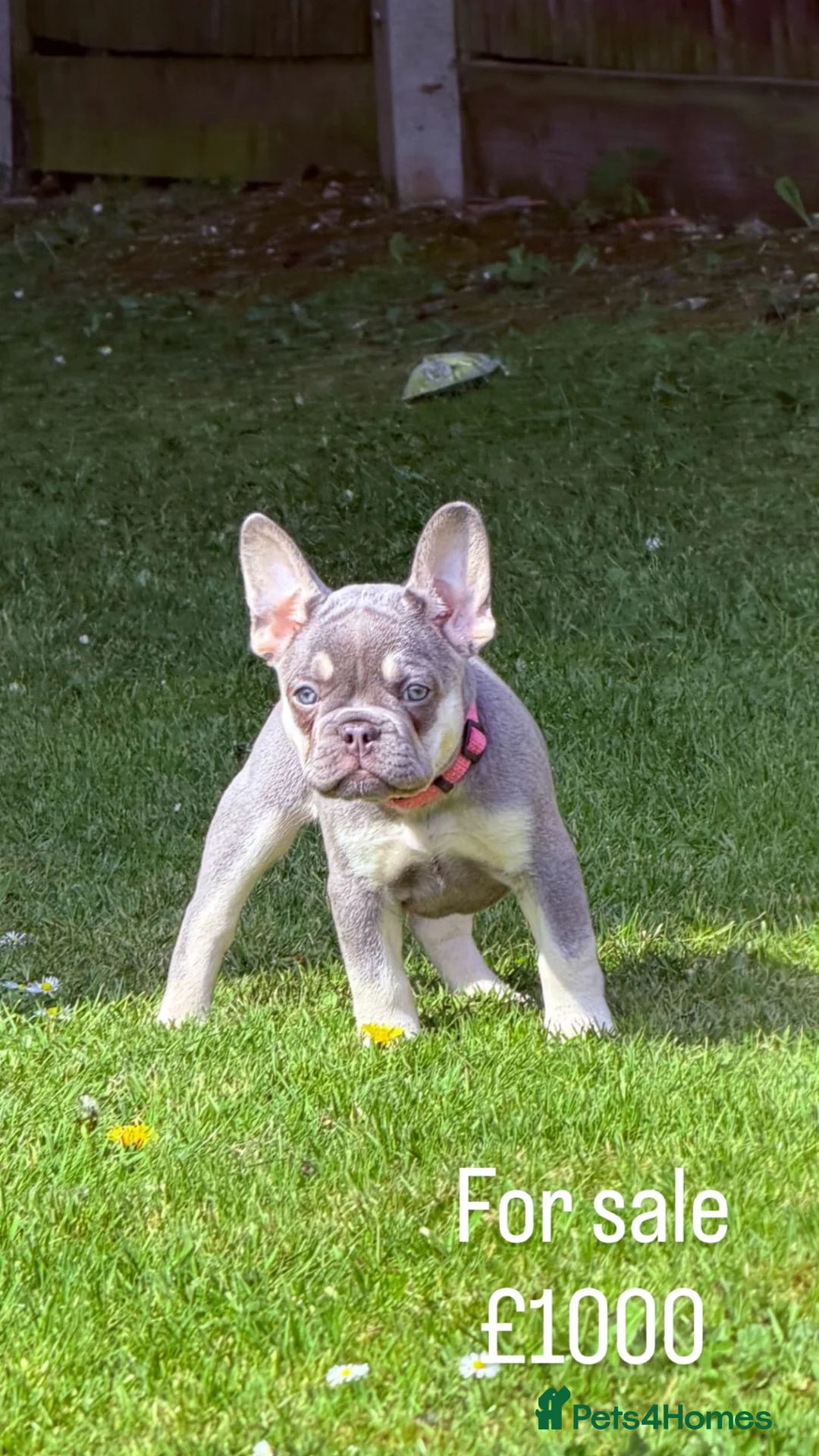 French Bulldog dogs for sale: Frenchie (Bella) in Horley - Advert 3