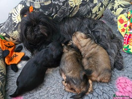 Shih Tzu dogs Shih tzu puppies - Advert 7