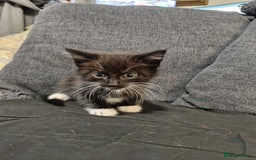 Maine Coon cats for sale: Maine Coon X kittens for sale - Image 3