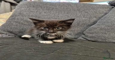 Maine Coon cats - Advert 13