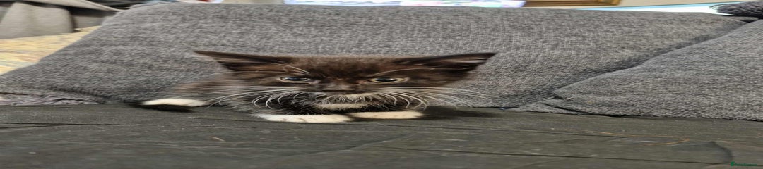 Maine Coon Kitten 3