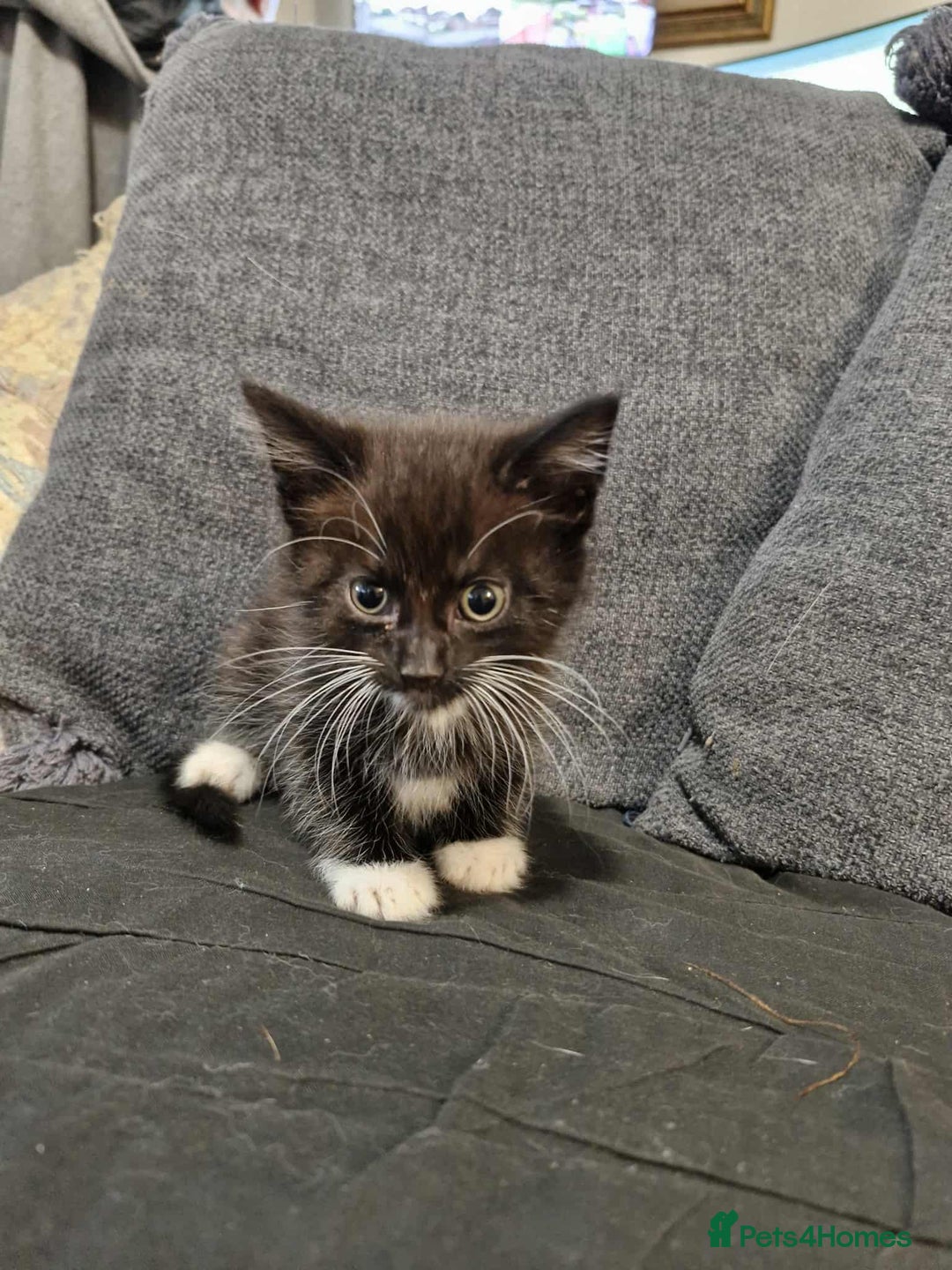 Maine Coon cats for sale: Maine Coon X kittens for sale - Image 3