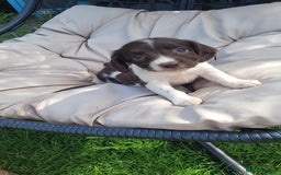 English Springer Spaniel dogs for sale: Kc reg English springer spaniel pups  - Image 12