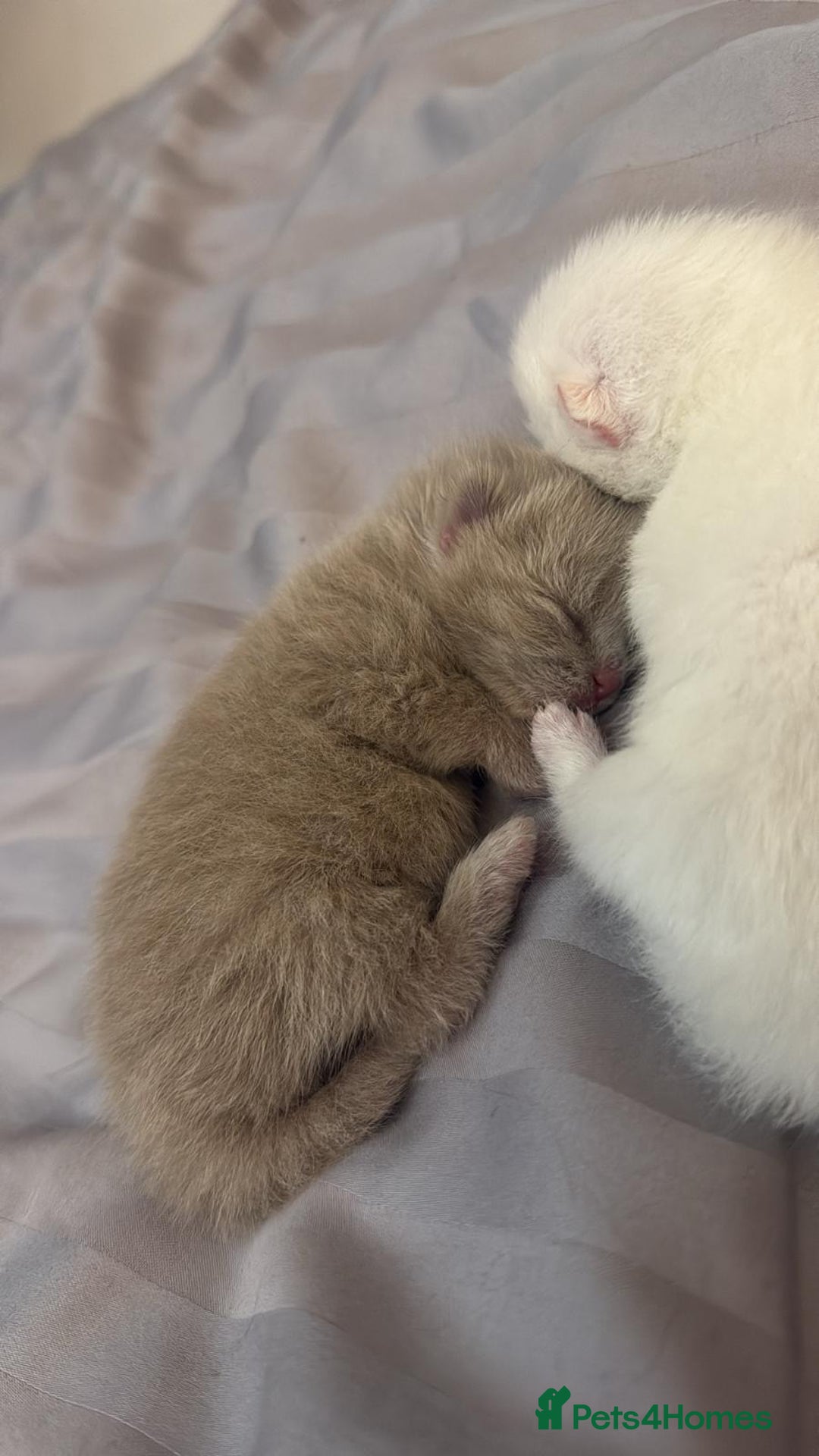 British Shorthair cats for sale: Beige British shorthair female  - Advert 2