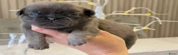 Pug dogs for sale: Kc registered Pugs - Advert 33