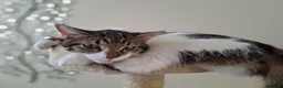 Mixed Breed cats for sale: Much loved cat Lola in Tewkesbury - Advert 3