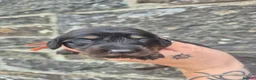Miniature Dachshund dogs for sale: LONG HAIR PRA CLEAR MINIATURE DACHSHUND GIRL - Advert 6
