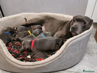 Staffordshire Bull Terrier dogs Staffordshire Bull Terrier puppies for sale - Advert 1