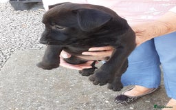 Patterdale Terrier dogs for sale: READY NOW Stunning litter of Patterdale Terriers  - Image 18