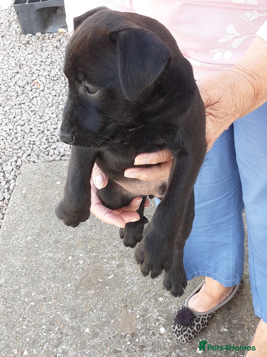 Patterdale Terrier dogs for sale: READY NOW Stunning litter of Patterdale Terriers  - Image 18