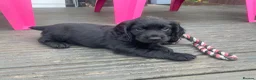 Cocker Spaniel dogs for sale: Working cocker spaniels  - Advert 8