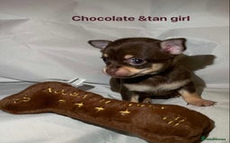 Chihuahua dogs for sale: Tiny chihuahua puppies  - Image 6