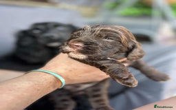 Cockapoo dogs for sale: Beautiful litter of cockerpoos - Image 3