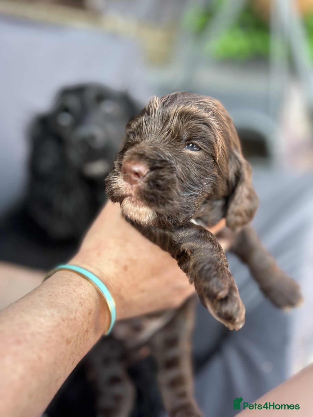 Cockapoo dogs for sale: Beautiful litter of cockerpoos - Image 3