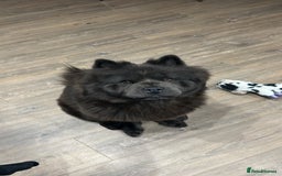 Chow Chow dogs for sale: Sweet Chow Chow – Experienced Owner Only - Image 3
