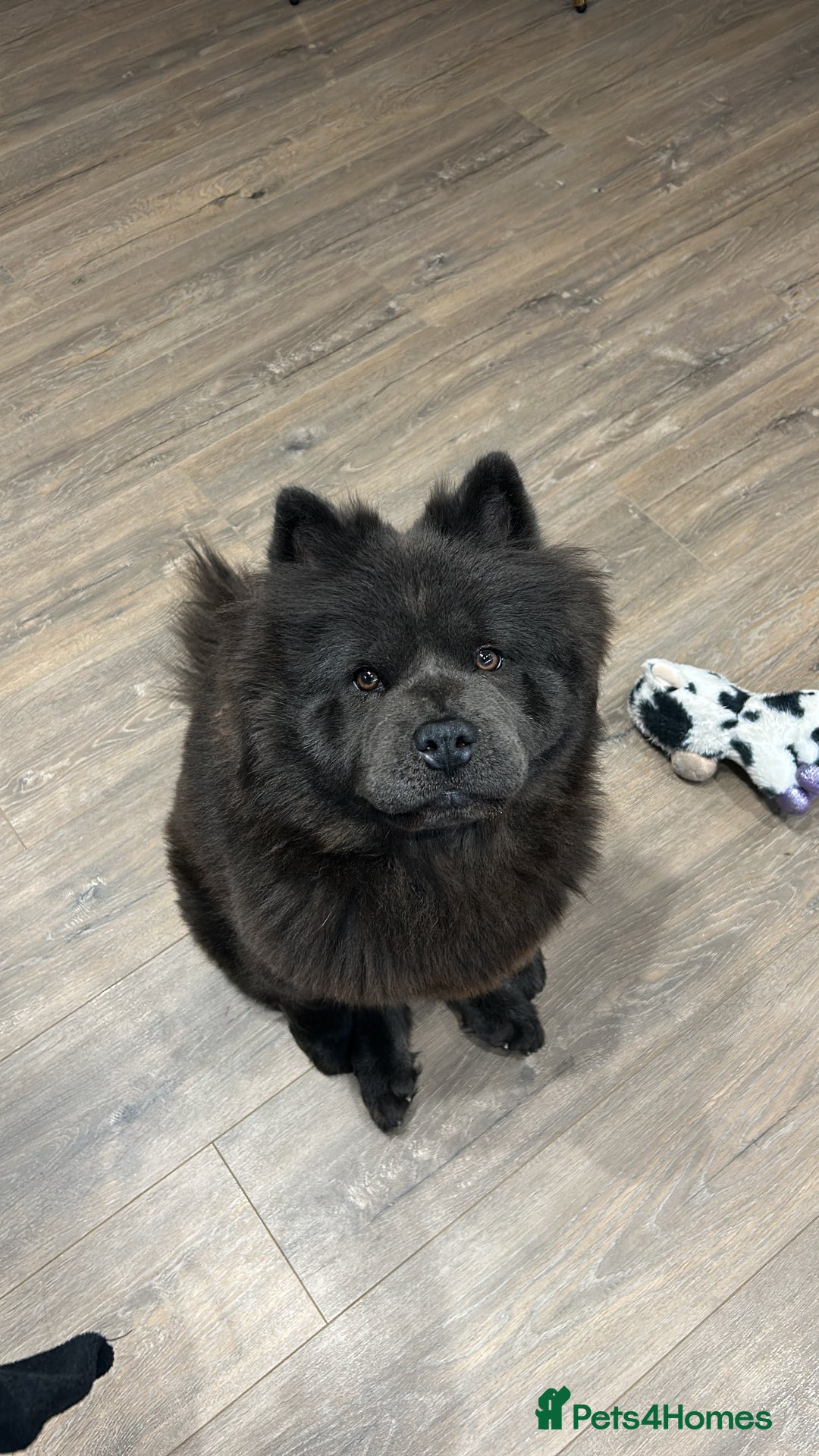 Chow Chow dogs for sale: Sweet Chow Chow – Experienced Owner Only - Image 3