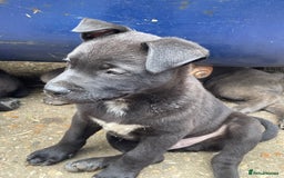 Mixed Breed dogs for sale: chow x staffy - Image 3