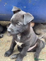 Mixed Breed dogs - Advert 3