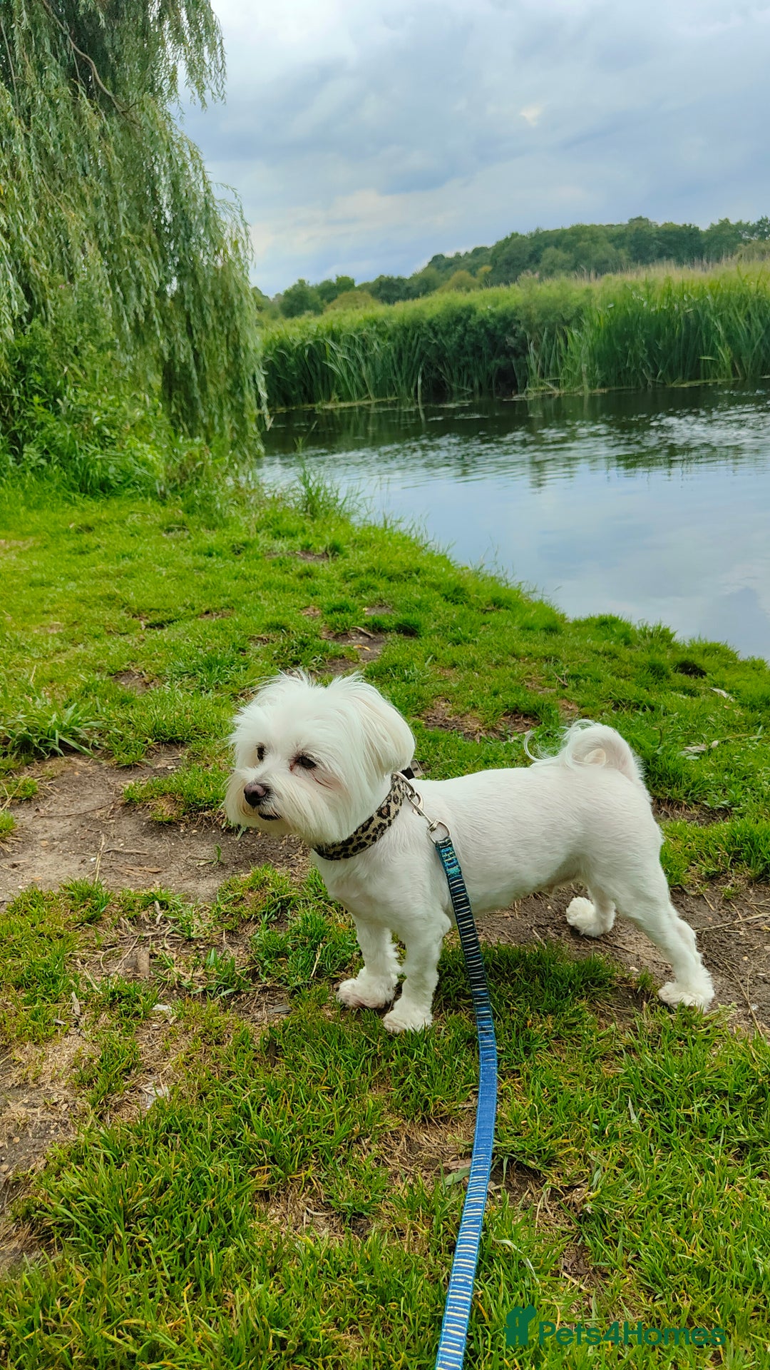 Maltipoo dogs for sale: F1 Tiny Maltipoo Puppies  - Advert 37