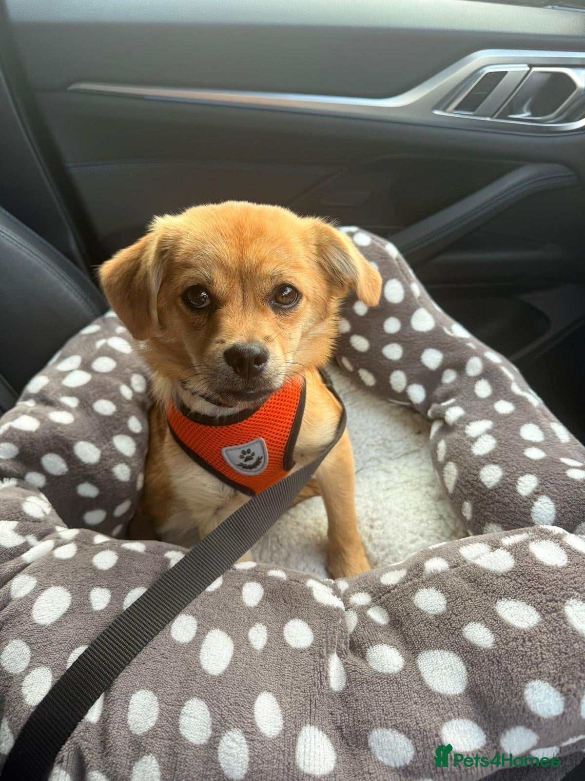 Mixed Breed dogs ❤️🐶 MYLA – 3,5 KG OF LOVE, CURIOSITY AND FUN - Advert 1