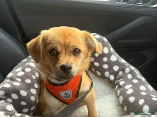 Mixed Breed dogs ❤️🐶 MYLA – 3,5 KG OF LOVE, CURIOSITY AND FUN - Advert 1