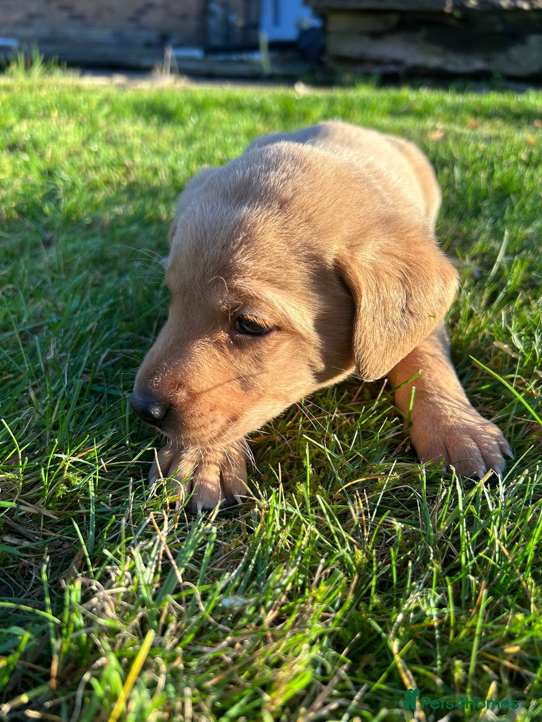 Labrador Retriever dogs for sale: Fox Red Labrador Puppies for Sale - Advert 6